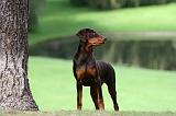 DOBERMANN 404